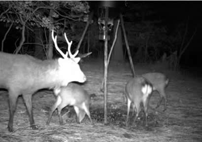 sika deer feeding